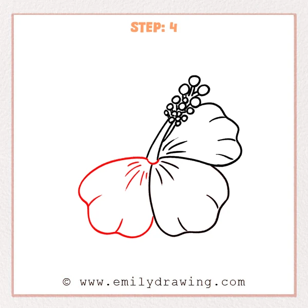 how to draw a hawaiian flower - Step 4 of how to draw a hawaiian flower—a third large petal is added on the left side with a few short fold lines near the center.